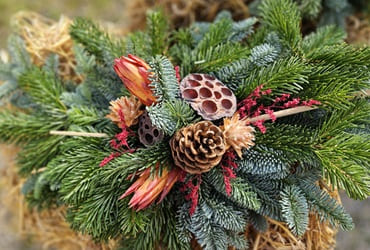 MellanLiggareRodProtea