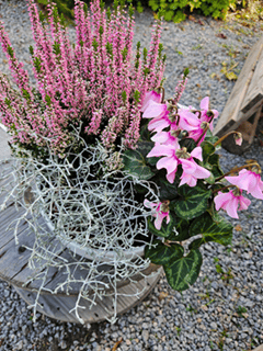 RosaLjungPlantering